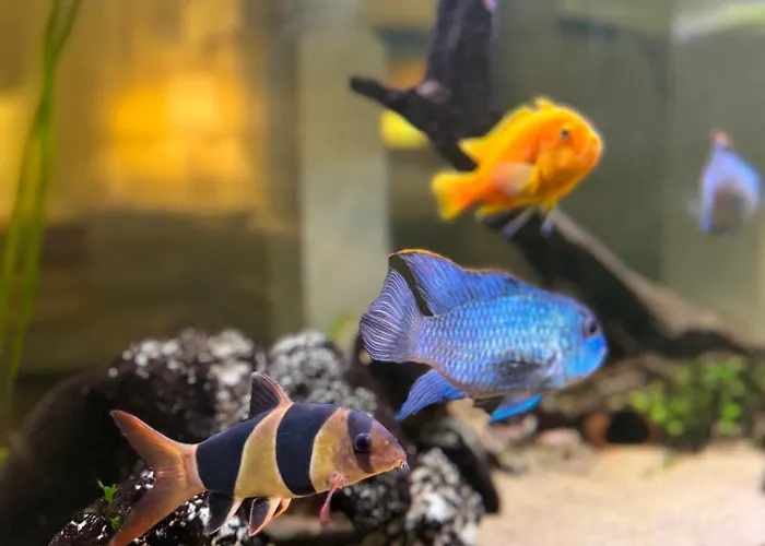 Just Like Privat bolig *