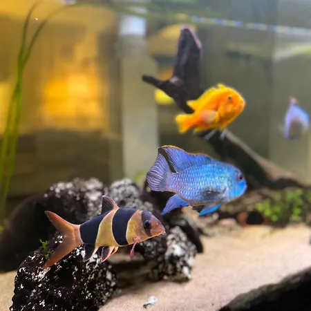 Just Like منزل للإقامة *